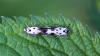 Ethmia quadrillella